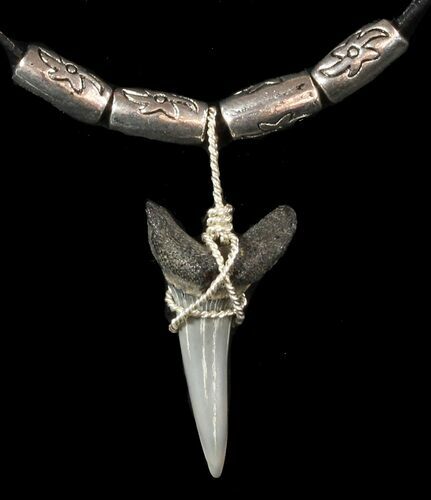 Fossil Sand Tiger Shark Tooth Necklace #47594